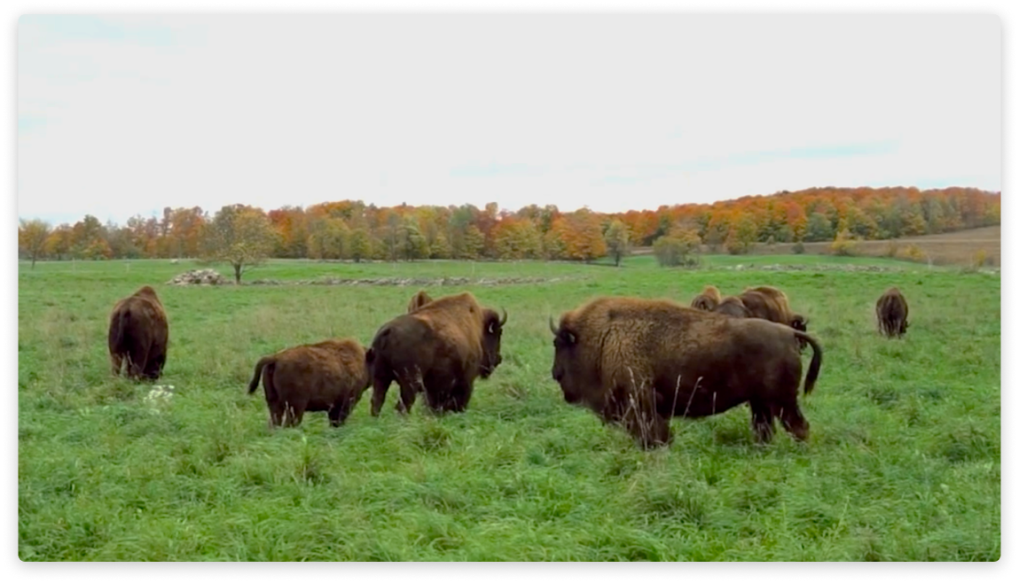 Big Rock Bison