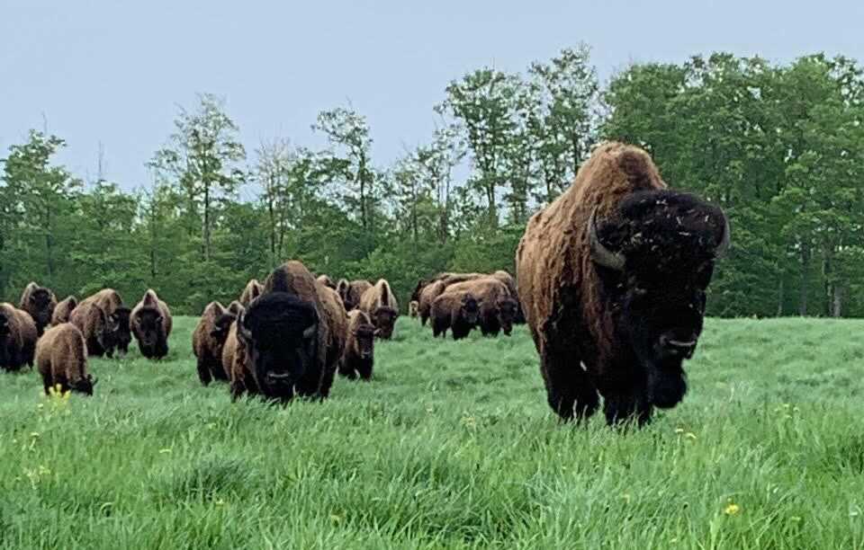 Snowy Creek Bison