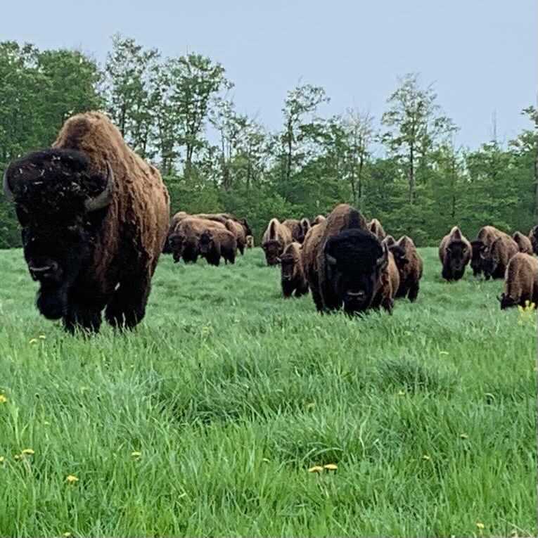 Snowy Creek Bison