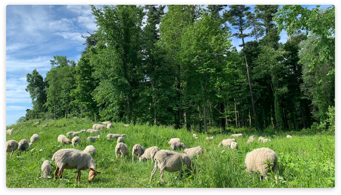 Woolleys’ Lamb